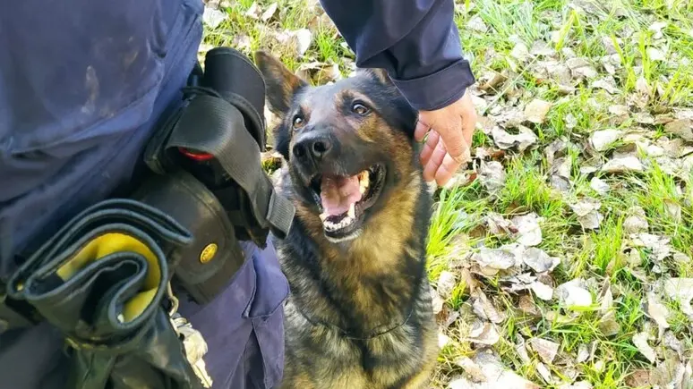 Un cane antidroga durante l'addestramento