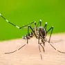 Caso sospetto di Dengue nel Trevigiano, attivata la disinfestazione straordinaria