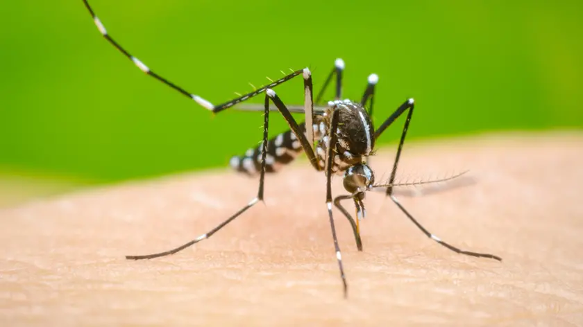 Caso sospetto di Dengue nel Trevigiano, attivata la disinfestazione straordinaria