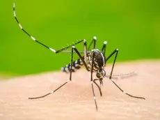 Caso sospetto di Dengue nel Trevigiano, attivata la disinfestazione straordinaria