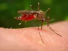 Aumentano i casi di West Nile in Veneto rispetto al 2025