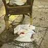 Il sangue dopo l'accoltellamento
