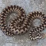 Una donna è stata morsa da una vipera sul Nevegal