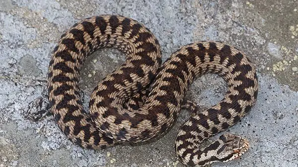 Una donna è stata morsa da una vipera sul Nevegal