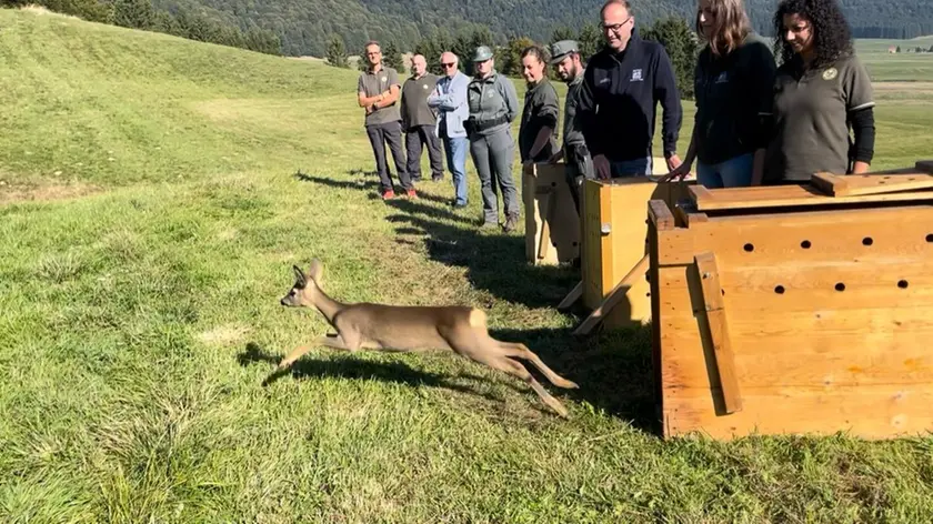 La liberazione in Cansiglio dei tre caprioli curati al Cras a Villa Zuppani di Villiago di Sedico
