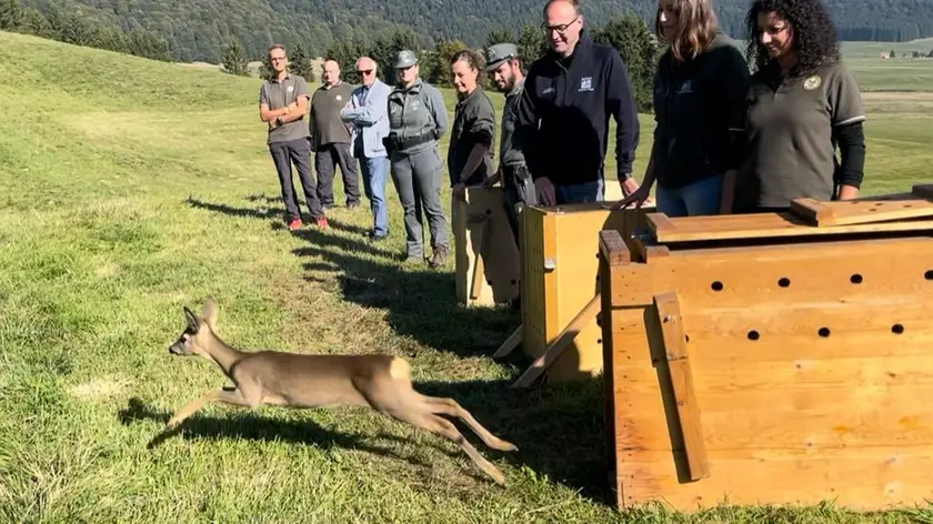 La liberazione in Cansiglio dei tre caprioli curati al Cras a Villa Zuppani di Villiago di Sedico