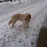 Il cane Fiocco, ucciso dai lupi