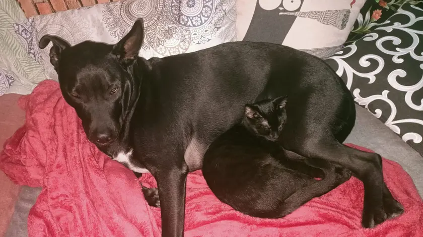Pepe, il cane attaccato dai lupi