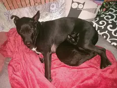 Pepe, il cane attaccato dai lupi
