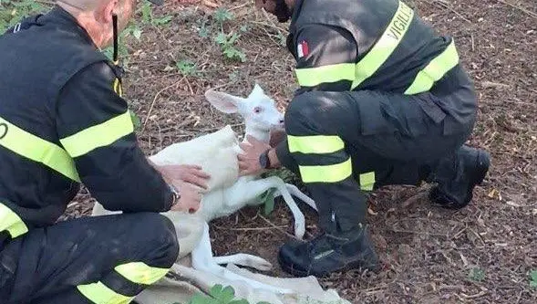 Il salvataggio del capriolo albino