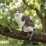 Un gattino di razza europea come Koby