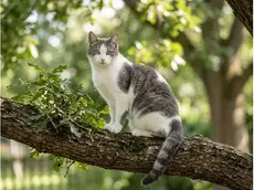 Un gattino di razza europea come Koby