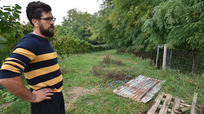 I lupi sbranano tre pecore vicino a un caseggiato