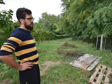 I lupi sbranano tre pecore vicino a un caseggiato