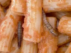 Le larve rinvenute nella pasta
