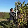 Giorgio Ninni Riva, presidente dei Giovani di Confagricoltura Anga Treviso al lavoro nel vigneto di famiglia