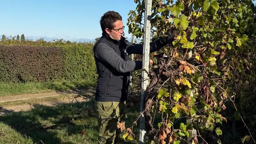 Giorgio Ninni Riva, presidente dei Giovani di Confagricoltura Anga Treviso al lavoro nel vigneto di famiglia