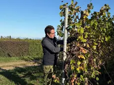 Giorgio Ninni Riva, presidente dei Giovani di Confagricoltura Anga Treviso al lavoro nel vigneto di famiglia