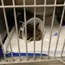 Il gattino salvato dal gasolio