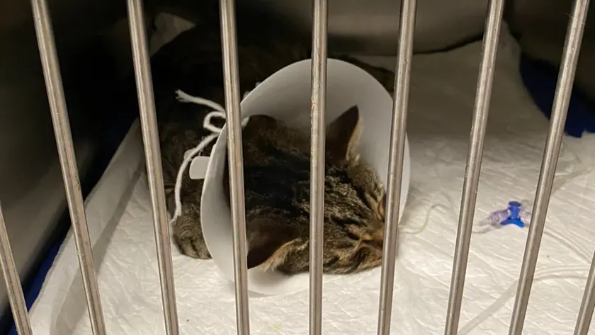 Il gattino salvato dal gasolio