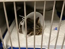 Il gattino salvato dal gasolio