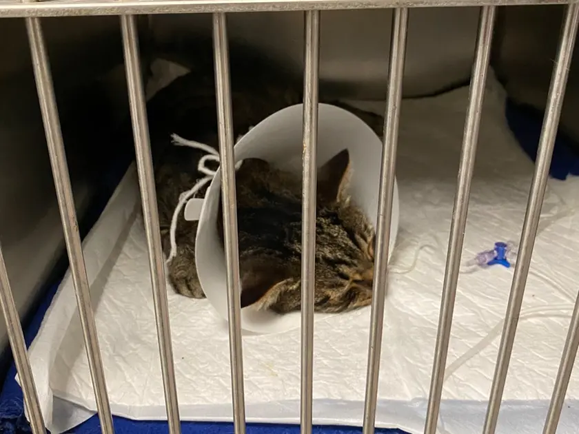 Il gattino salvato dal gasolio