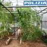 La serra di marijuana sotto sequestro