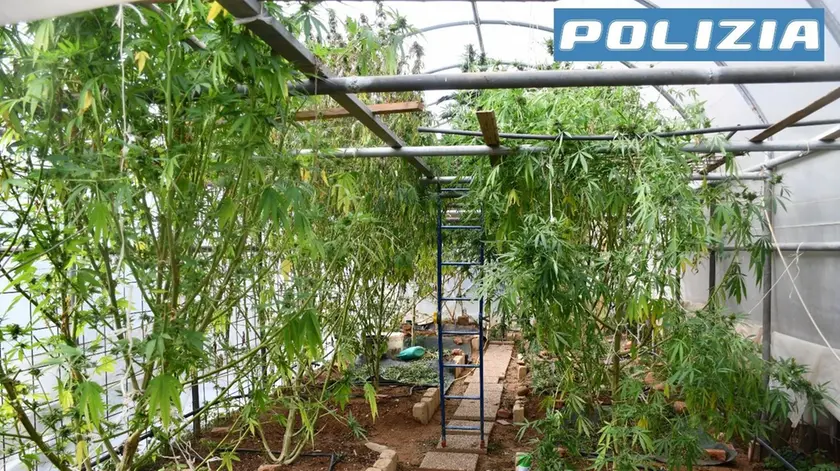 La serra di marijuana sotto sequestro