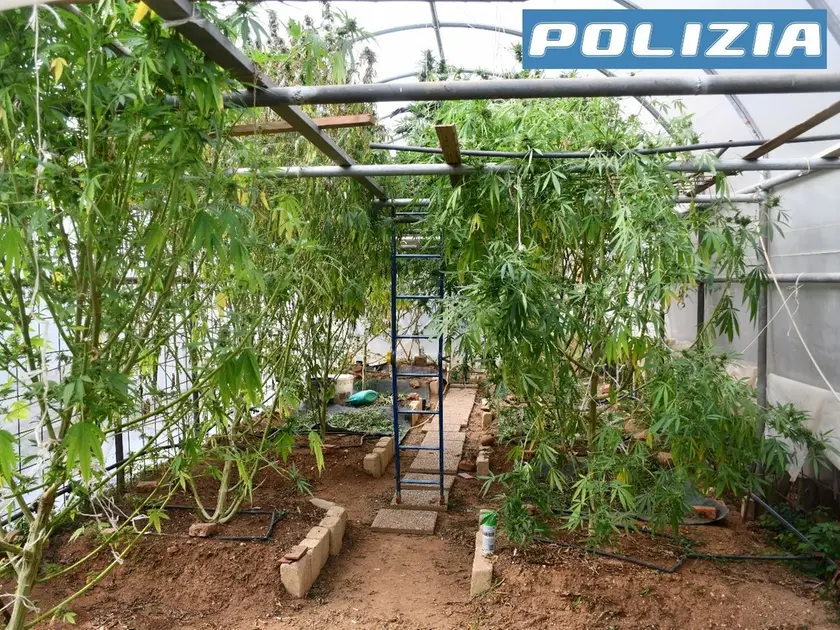 La serra di marijuana sotto sequestro