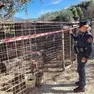 L'operazione dei carabinieri contro il maltrattamento dei cani