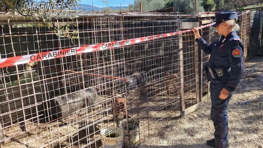 L'operazione dei carabinieri contro il maltrattamento dei cani