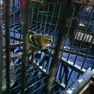 Uno degli uccellini rimessi in libertà