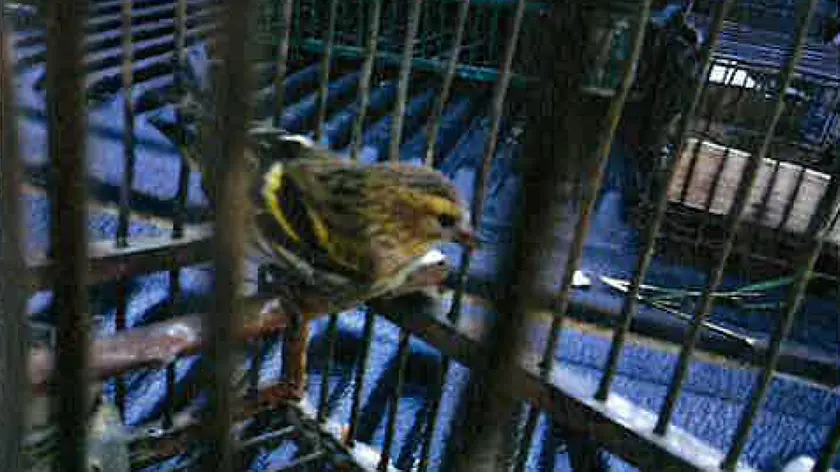 Uno degli uccellini rimessi in libertà