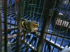 Uno degli uccellini rimessi in libertà