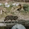 Un lupo fotografato in un bosco del Cadore