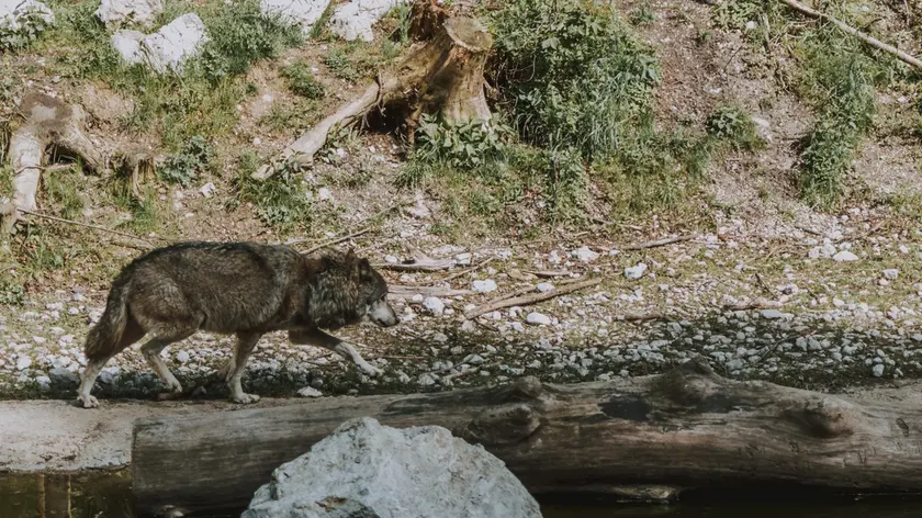 Un lupo fotografato in un bosco del Cadore