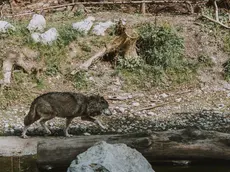 Un lupo fotografato in un bosco del Cadore