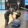 Controlli in aeroporto con l'unità cinofila (foto Guardia di Finanza)