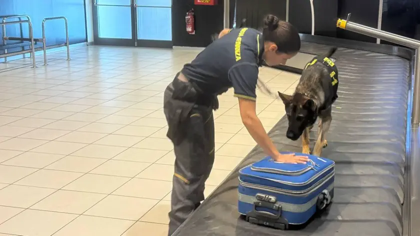 Controlli in aeroporto con l'unità cinofila (foto Guardia di Finanza)