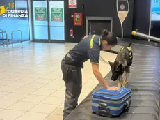 Controlli in aeroporto con l'unità cinofila (foto Guardia di Finanza)