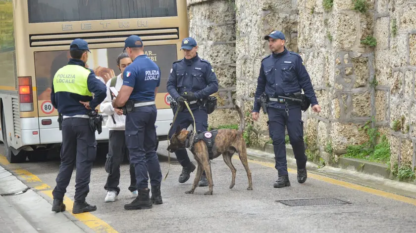 Controlli antidroga a Conegliano con il pastore olandese Ray