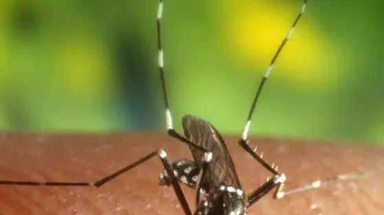 epa000236429 (FILES) An undated pictue of a mosquito " Anopheles quadrimaculatus " , The authorities of the health department of Florida reported on Tuesday, 20 July 2004, at least four cases of persons infected with the Nile virus in Miami-Dade county. The mosquito ''Anopheles quadrimaculatus'' is the most important vector carrying the malaria virus in the United States, and is a species found in West Nile Virus positive mosquito pools in the USA. EPA/U.S. Centers for Disease Control and Prevention