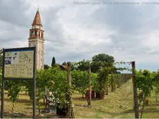 Il vigneto di Venissa (Foto Antonio Guerra)