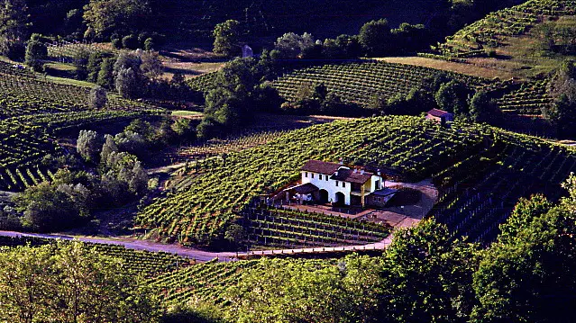 Vigneti di Prosecco Conegliano-Valdobbiadene
