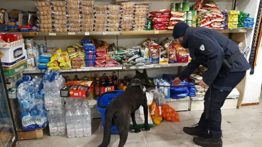 I cani antidroga utilizzati dalla polizia locale nei controlli di via Zenson