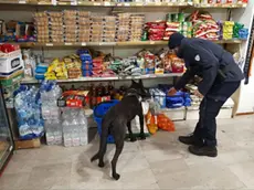 I cani antidroga utilizzati dalla polizia locale nei controlli di via Zenson