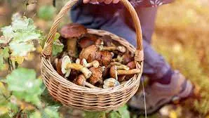 Un cesto di funghi. L'Usl di Treviso invita a fare molta attenzione nella raccolta di specie non conosciute