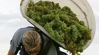 VENDEMMIA SIMBOLO epa01446455 A grap picker empties his basket of white grapes in a vineyard of Rivesaltes, France, 14 August 2008, on the opening grape harvest of France. EPA/GUILLAUME HORCAJUELO