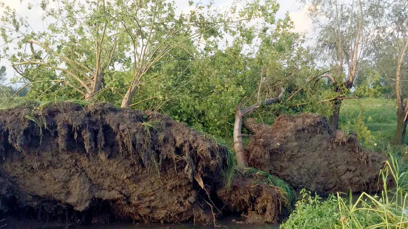 Ferrazza Vedelago alberi caduti sorgenti del Sile