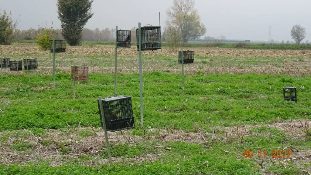 Gabbie con richiami vivi usati dai cacciatori